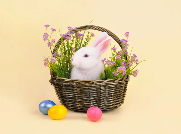 Bunny in een mand met bloemen — Stockfoto