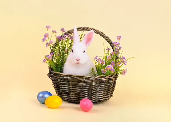 Velikonoční zajíček v košíku s květinami — Stock fotografie
