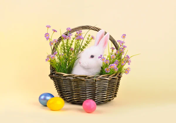 Paashaas in een mand met bloemen en gekleurde eieren — Stockfoto