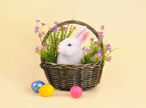 Кролик в корзине с цветами Лицензионные Стоковые Фото