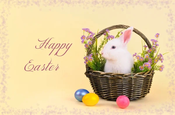 Boldog húsvéti nyuszit! Stock Kép