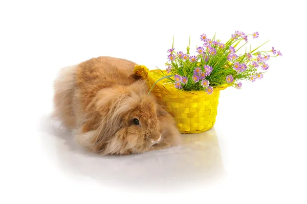 Liegender Hase und Korb mit Blumen — Stockfoto
