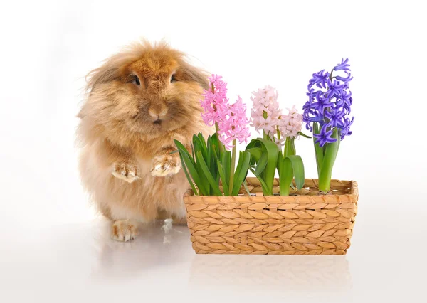 Vergadering konijn en mand van hyacinten — Stockfoto