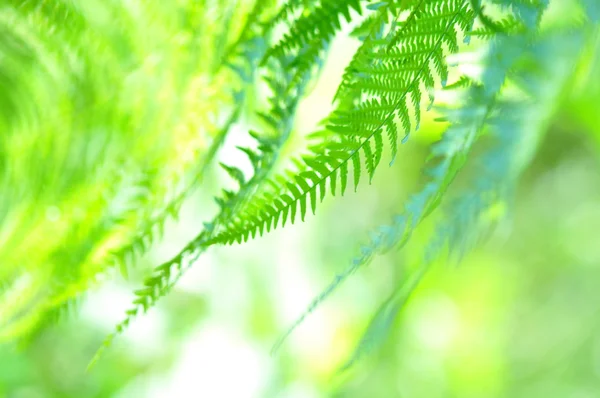 Fern close-up in sunny forest