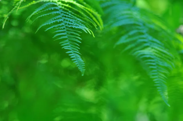 Beauty frond close-up in sunny forest