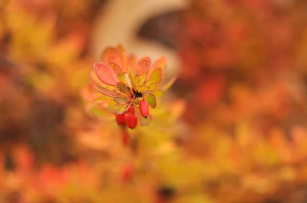 Red autumn shrubs with berries — Stock Photo, Image