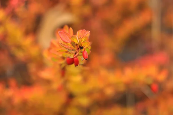 Orange-red autumn shrubs with berries — Stock Photo, Image