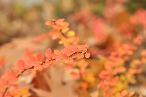 Colorful yellow-pink shrubs — Stock Photo, Image