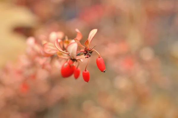 Orange-pink shrubs with berries — Stock Photo, Image