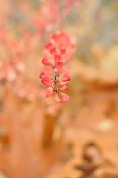 Arbustos de outono amarelo-rosa — Fotografia de Stock