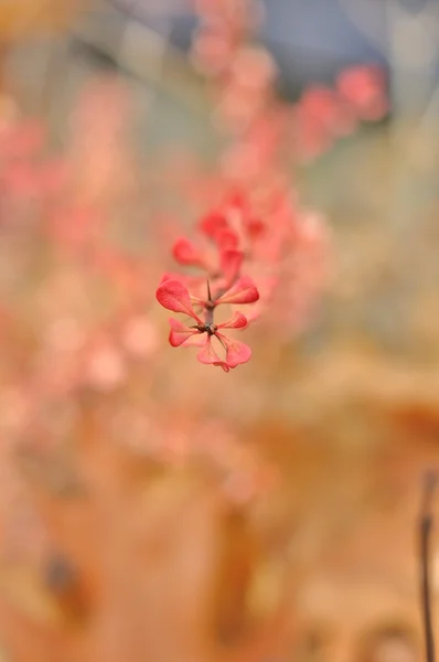 Yellow-pink shrubs — Stock Photo, Image