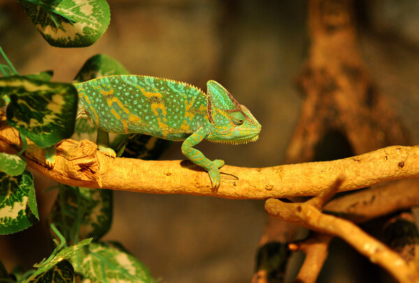 Chameleon crawling on branch