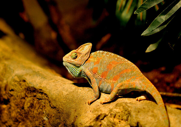 Chameleon crawling on a stone