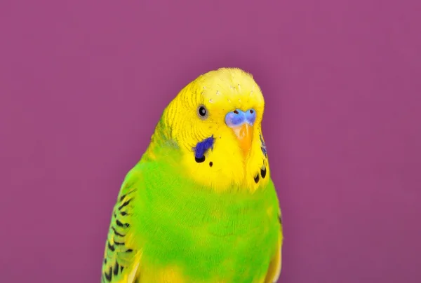 Yellow-green budgerig parrot close-up — Stock Photo, Image