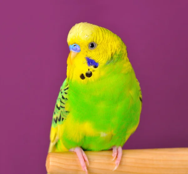 Motley budgerig parrot closeup perched on a stand — Stock Photo, Image