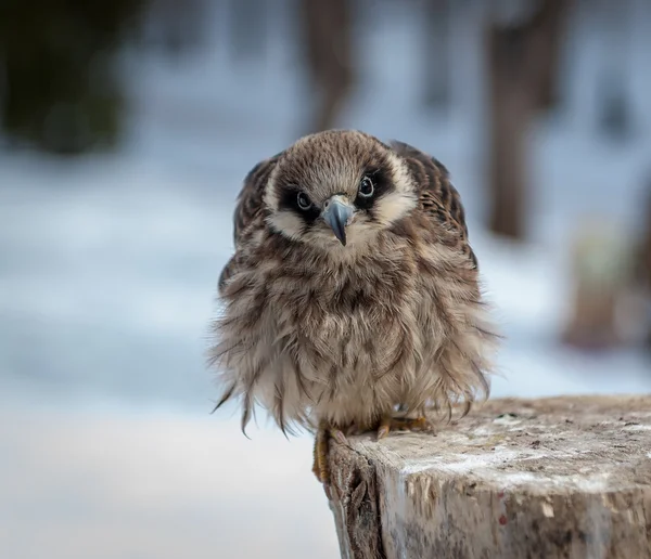 kış sezonu güdük üzerinde oturan Şahin erkek