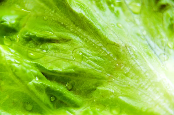 Folha verde de salada com gotas de água — Fotografia de Stock