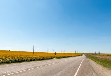 yol boyunca ayçiçeği alan