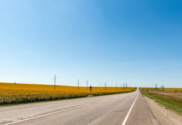 yol boyunca ayçiçeği alan