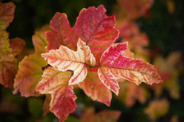 Cranberry Tree Red Leaves — Stock Photo, Image