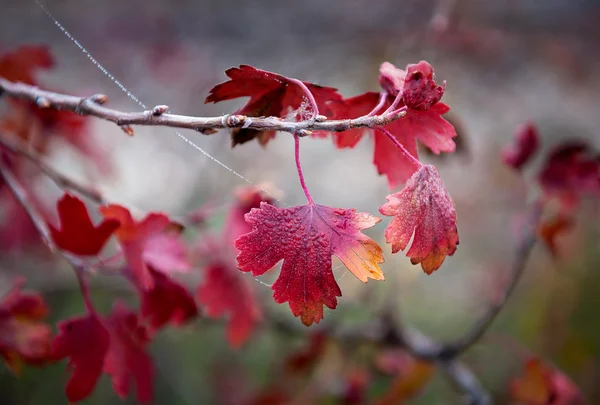 Red Leaves of Currant — Stock Photo, Image