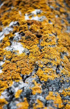 ağaç üzerinde yosun