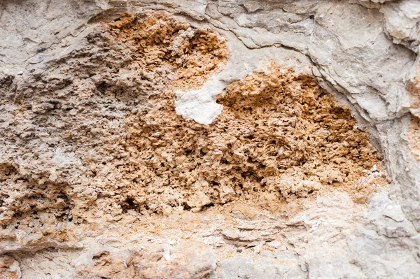 貝殻石灰岩のテクスチャ — ストック写真