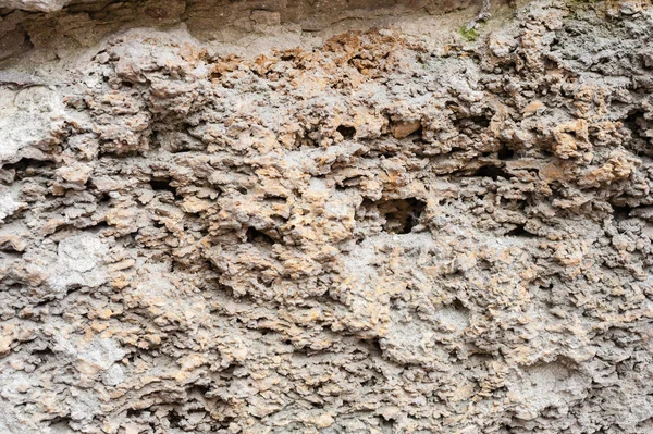 貝殻石灰岩壁 — ストック写真