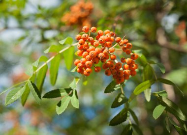 Rowan Sorbus aucuparia