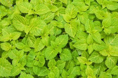 Zümrüt yeşil çim kapak