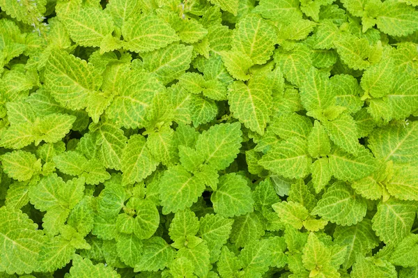 Zümrüt yeşil çim kapak