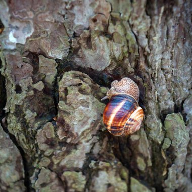 salyangoz gövde üzerinde