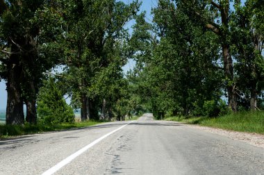 ağaçların üzerinden yol
