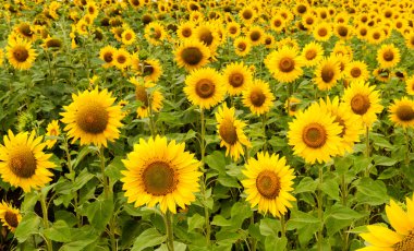 Ayçiçekleri alanı görünümü Kapat