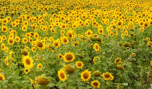 ayçiçekleri alanı