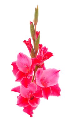 Beyaz arka planda izole edilmiş güzel pembe gladiolus çiçeği. Kutlama kartı boşluğu.. 