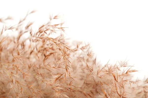 Сухой Тростник Изолирован Белом Фоне Абстрактные Сухие Травы Травы — стоковое фото