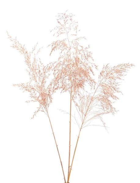 Dry Reeds Isolated White Background Abstract Dry Grass Flowers Herbs — Stock Photo, Image