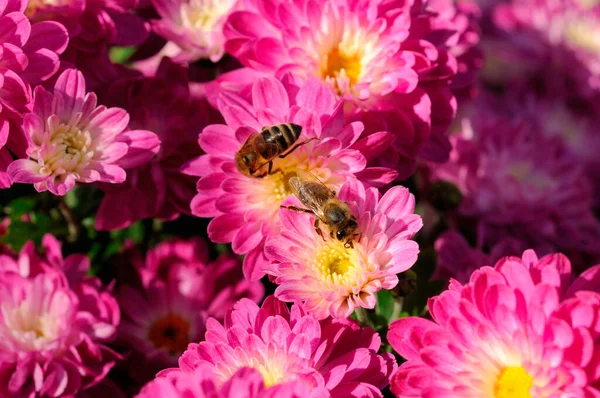 Φθινόπωρο Όμορφα Πολύχρωμα Λουλούδια Του Χρυσάνθεμα Φόντο Μέλισσες Λουλούδια Του — Φωτογραφία Αρχείου