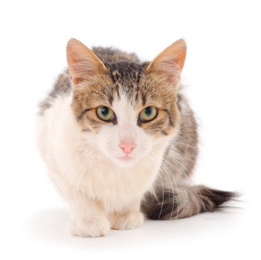 Beyaz arka planda güzel kahverengi ev kedisi.