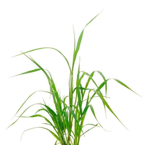 Bunch Van Vers Groen Gras Geïsoleerd Witte Achtergrond — Stockfoto