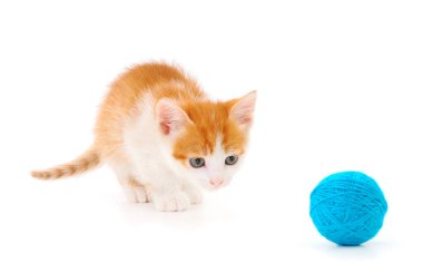 Küçük kedi yavrusu beyaz arka planda izole edilmiş bir iplik yumağıyla oynuyor..
