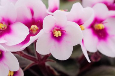  Saintpaulia saksıda, arka planda.