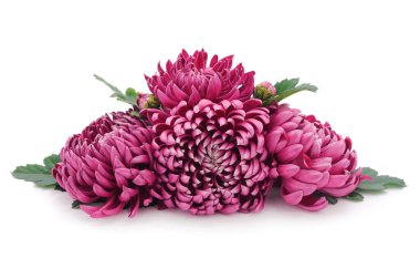 Sonbahar, beyaz arka planda izole edilmiş güzel renkli kasımpatı çiçekleri..