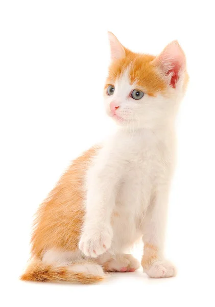 Маленький Красный Котенок Белом Фоне — стоковое фото