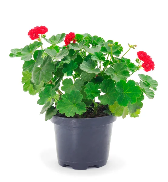 Mooie Geranium Bloem Een Pot Geïsoleerd Een Witte Achtergrond — Stockfoto