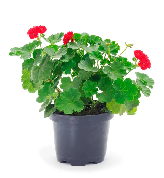 Beautiful Geranium Flower Pot Isolated White Background — Stock Photo, Image