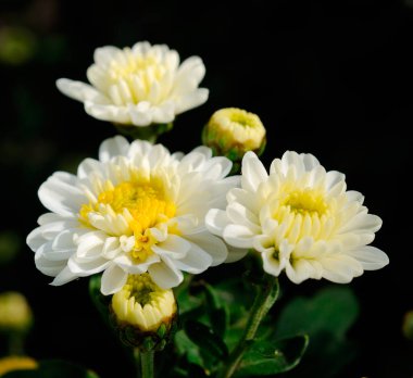 Sonbahar güzel renkli kasımpatı çiçekleri.