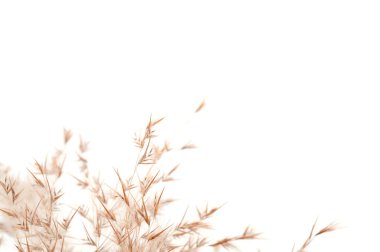 Boho tarzında kuru sazlıklar. Arkaplan.