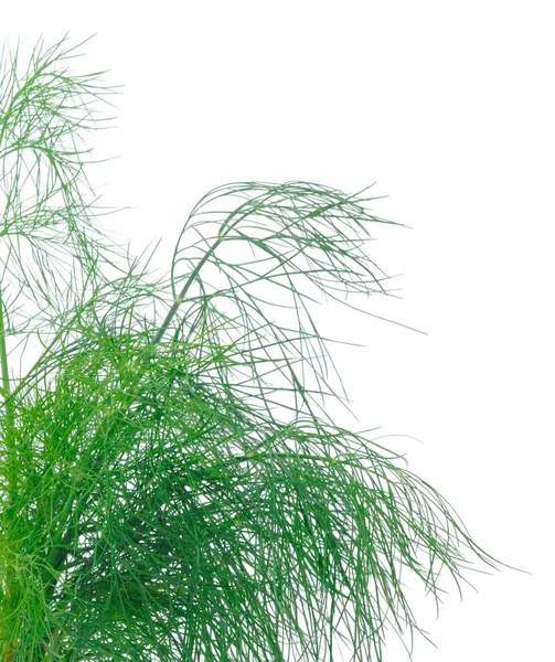 Close Shot Branch Fresh Green Dill Herb Leaves Isolated White — Stock Photo, Image